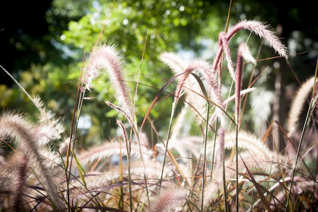 Free photo yellow growth grow autumn plant