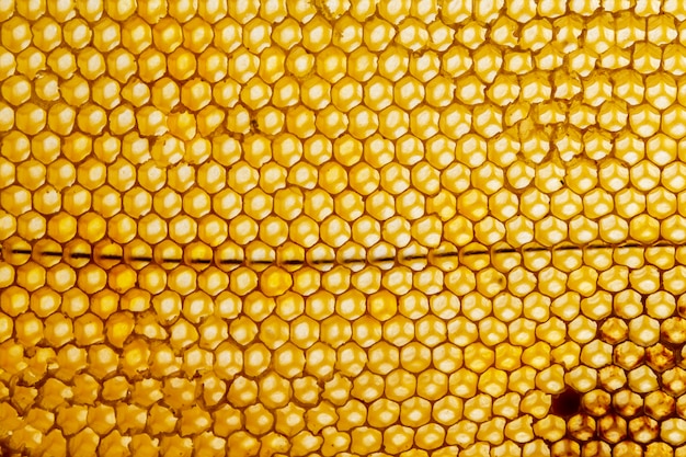 Free photo yellow honeycomb texture