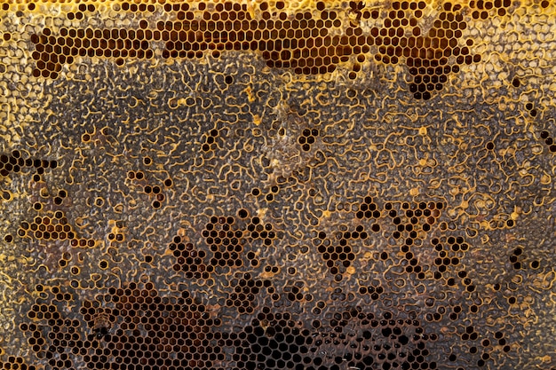 Free photo yellow honeycomb texture