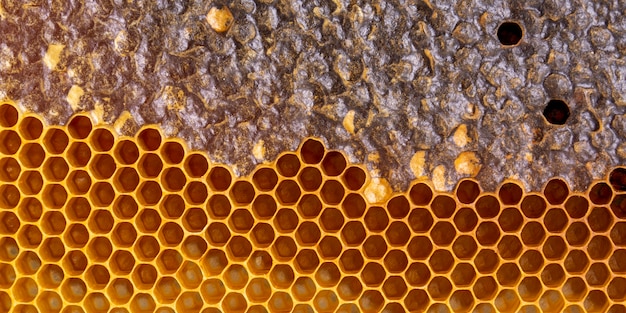 Free photo yellow honeycomb texture