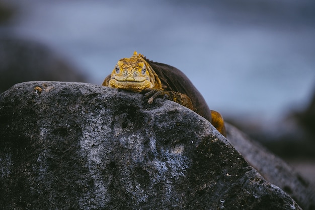 Yellow iguana on a rock looking towards the camera with blurred background