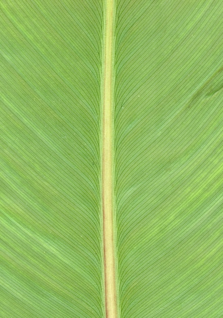 Yellow Leaf Vein