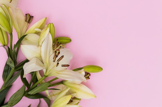 Free Photo yellow lily flowers on soft pink background