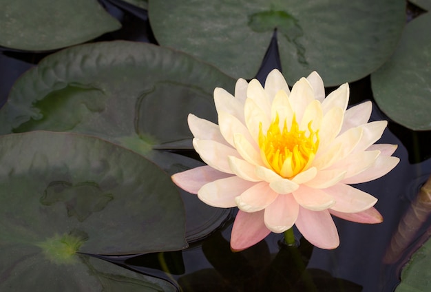 Free Photo yellow lotus flower in pond