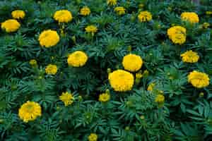 Free photo yellow marigold garden