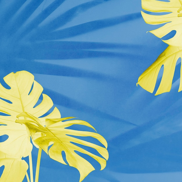 Free Photo yellow monstera and palm shadow leaves on blue background