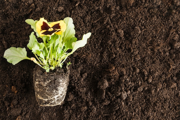 Yellow pansy flower plant over the fertile soil