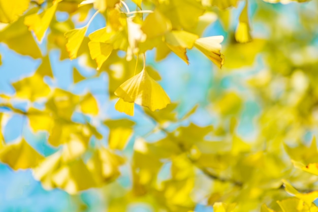 yellow pattern garden season light