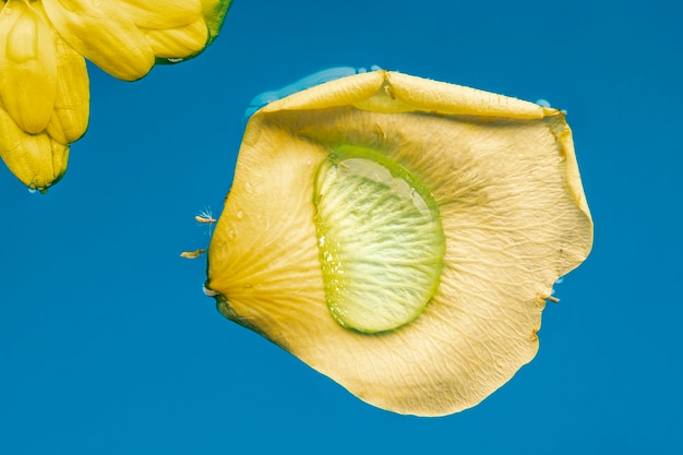 Free photo yellow petal in blue water close-up