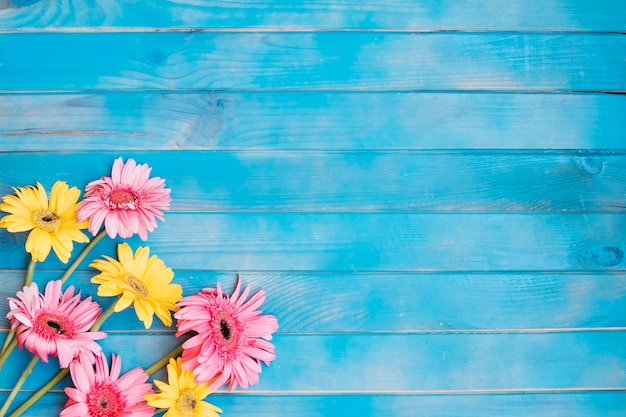 Free Photo yellow and pink blooming flowers