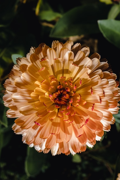 Yellow and pink flower in macro