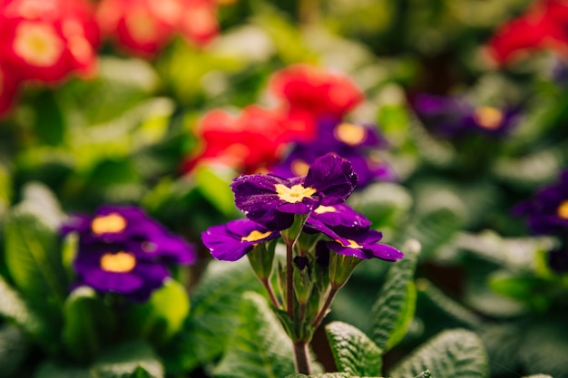 Yellow and purple flowers in the spring season