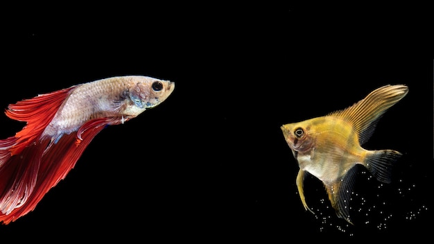 Free Photo yellow and red betta fish swimming