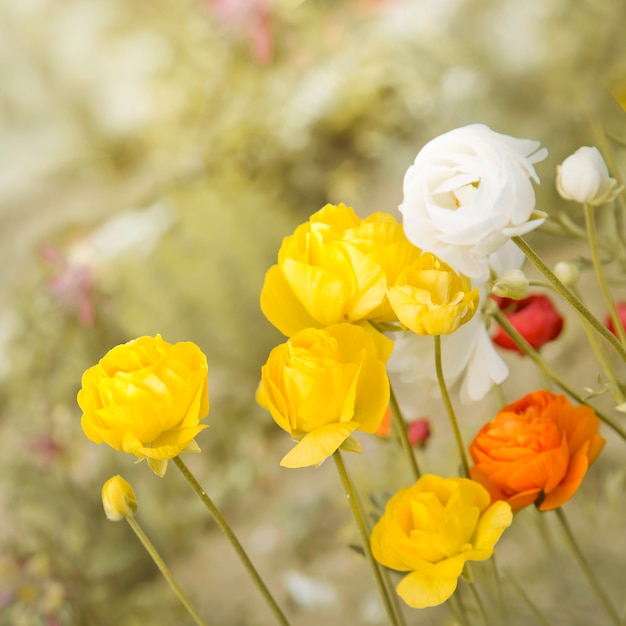 Free Photo yellow rose bush flowers.