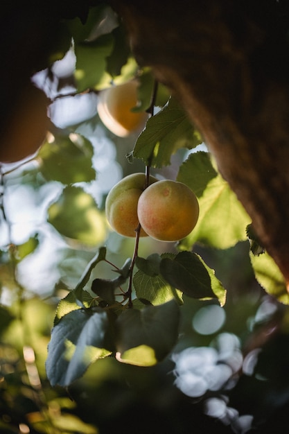 Free photo yellow round fruit on tree