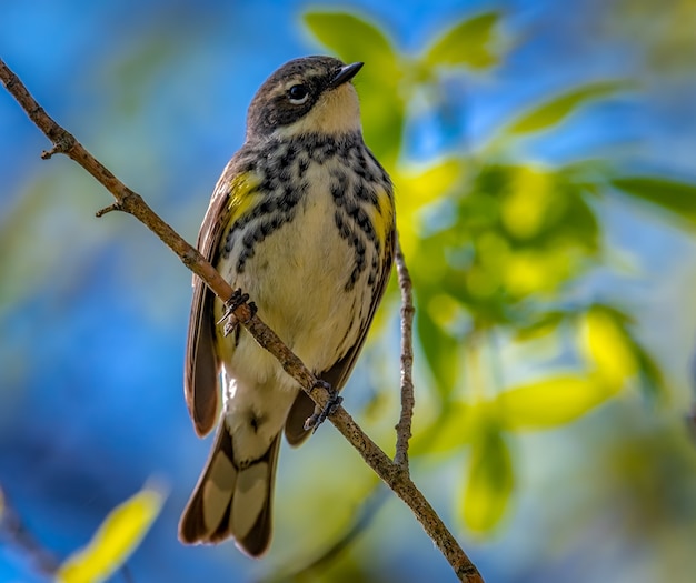 Yellow-rumped Warbler  (Setophaga coronata)