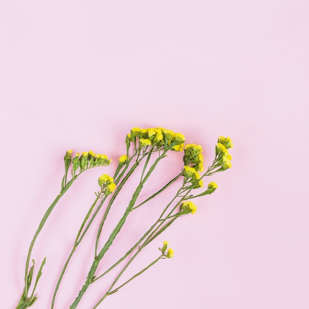 Free photo yellow small flower twigs on pink background