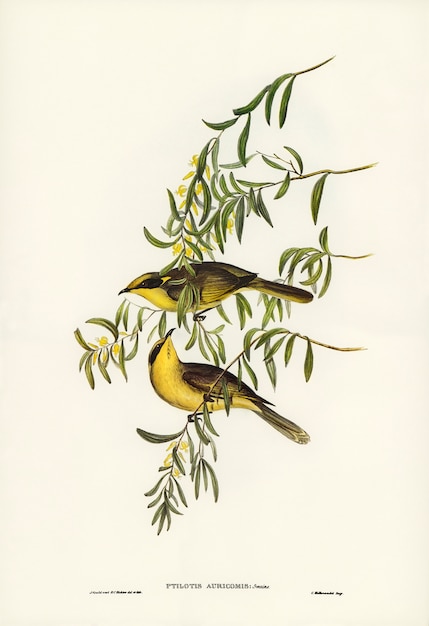 Free Photo yellow-tufted honey-eater (ptilotis auricomis) illustrated by elizabeth gould