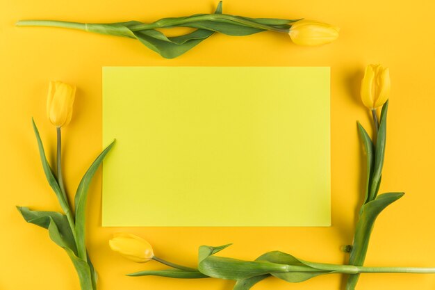 Yellow tulips surrounded on blank frame against yellow background