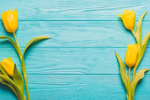 Free photo yellow tulips on turquoise background