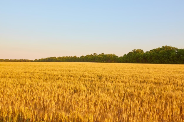 Free Photo yellow wheat field and dark blue sky