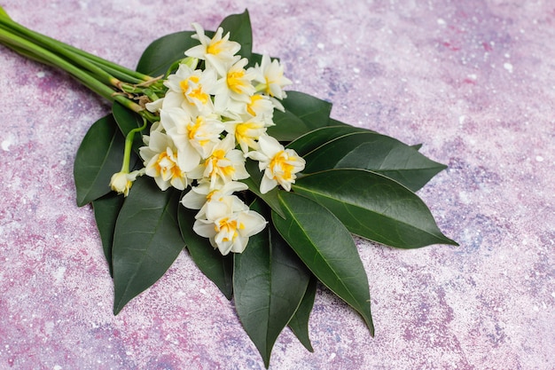 Free photo yellow white daffodil, narcissus, jonquil flower on bright background.march 8 women's day.