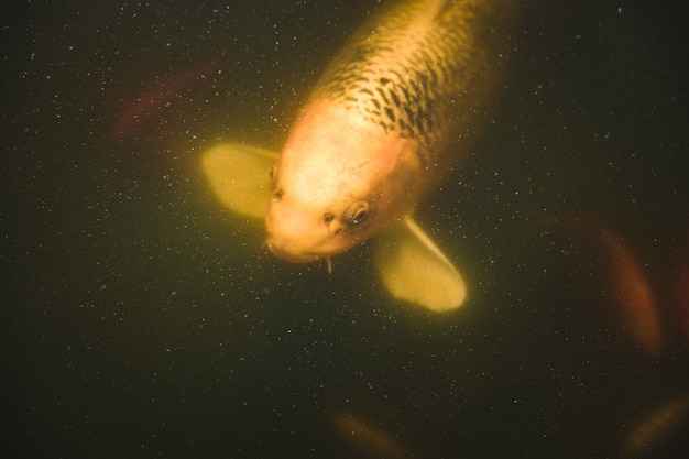 Yellow and white fish in water