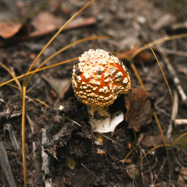 Free photo yellow and white fly agaric in forest