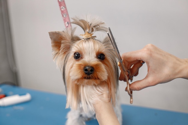 Free Photo yorkshire terrier getting procedure at the groomer salon cropped photo of a little dog yorkshire terrier puppy getting haircut