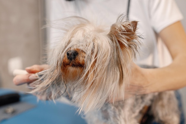 Free Photo yorkshire terrier getting procedure at the groomer salon young woman in white tshirt combing a little dog yorkshire terrier puppy on a blue table