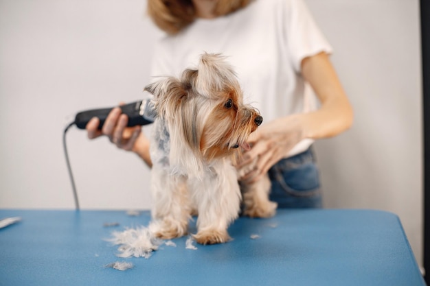 Free Photo yorkshire terrier getting procedure at the groomer salon young woman in white tshirt trimming a little dog yorkshire terrier puppy getting haircut with a shaving machine