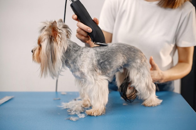 Free Photo yorkshire terrier getting procedure at the groomer salon young woman in white tshirt trimming a little dog yorkshire terrier puppy getting haircut with a shaving machine