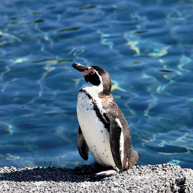 Free photo young auk in a zoo in summer