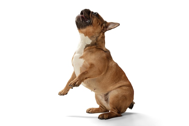 Young brown French Bulldog playing isolated on white studio background