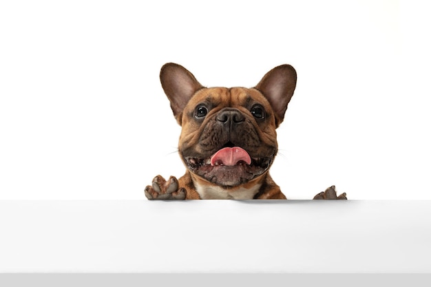 Free photo young brown french bulldog playing isolated on white studio background