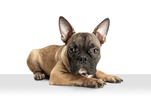 Free Photo young brown french bulldog playing isolated on white studio wall