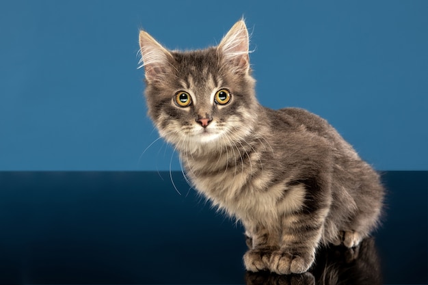 Free Photo young cat or kitten sitting in front of a blue wall. flexible and pretty pet.