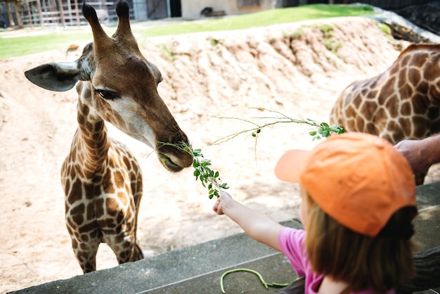 Free photo young caucasian girl feeding the giraffe at the zoo