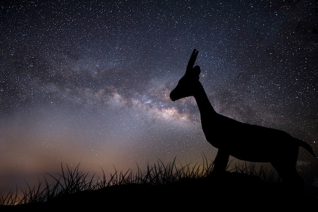 Free Photo young deer silhouette in wild at night with milky way in the sky.