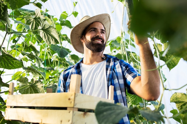 Free photo young farmer entrepreneur growing and producing fresh organic vegetables