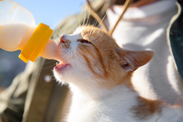 Young farmer feeding his cat milk from a bottle at the farm