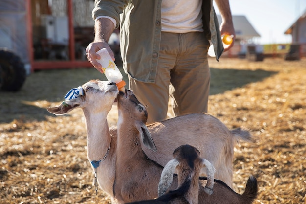 Young farmer feeding his goats milk from a bottle at the farm