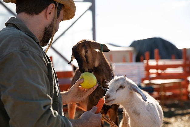 Free photo young farmer feeding his goats vegetables at the farm