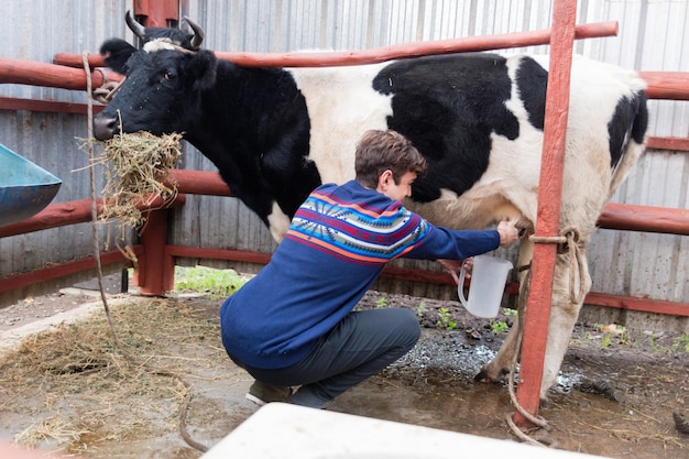 Young farmer working on the organic farm with dairy cow