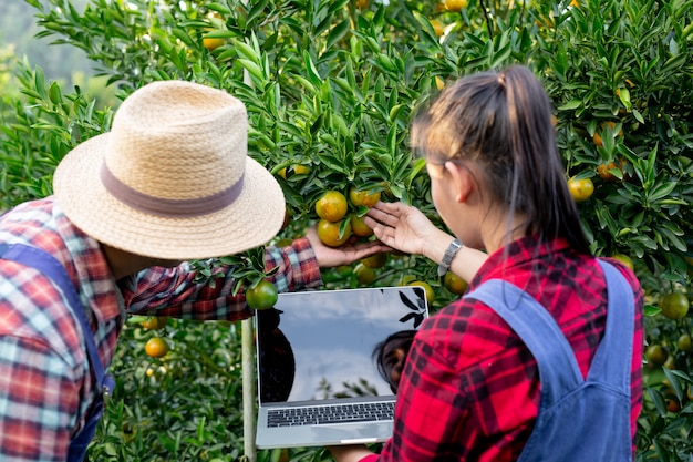 Free photo young farmers are collecting orange