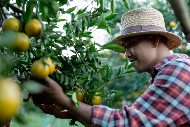 Young farmers are collecting orange 