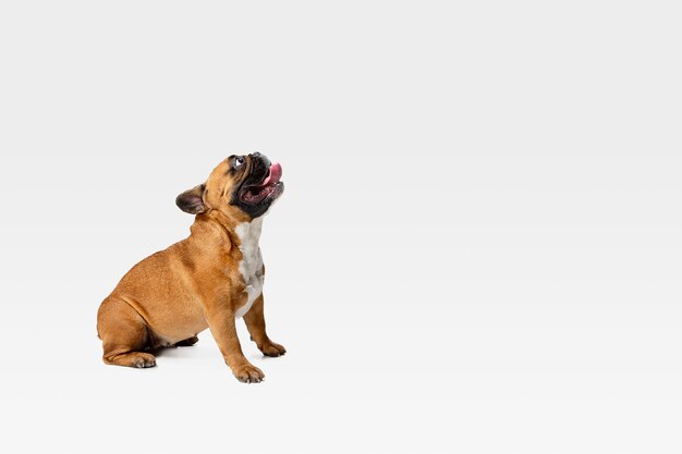 Young French Bulldog is posing. Cute white-braun doggy or pet is playing and looking happy isolated on white background.