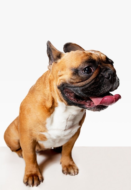 Free Photo young french bulldog is posing