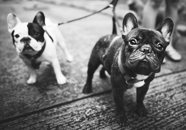 Free photo young french bulldogs with leashes walking on steet side