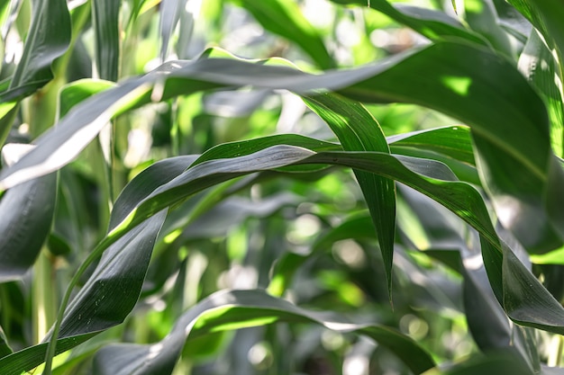 Young green corn growing on the field, background. Texture from young plants of corn, green background.